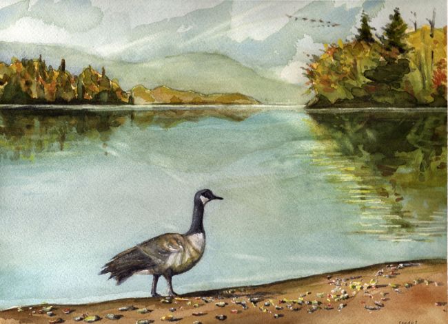 Oxtongue Goose